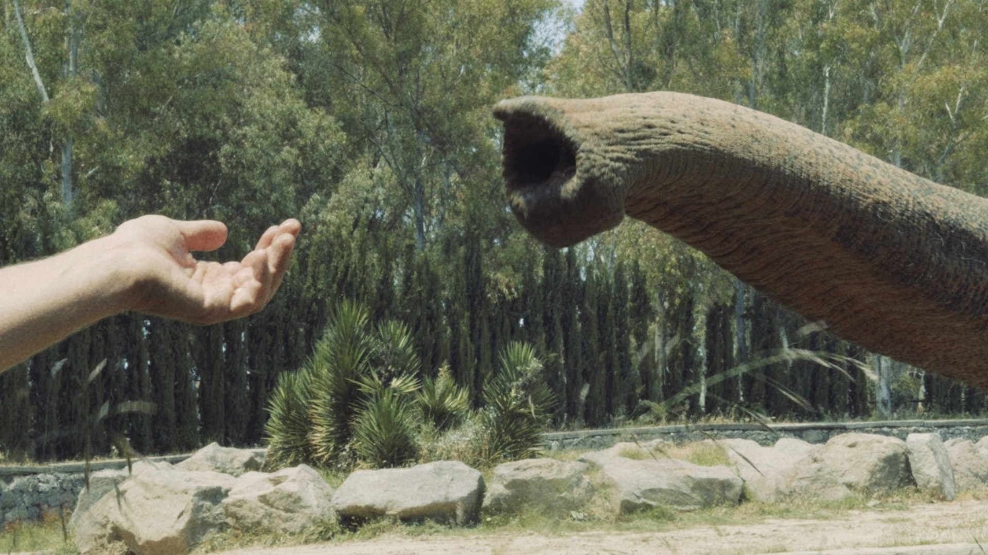 Backdrop for Forms of Forgetting