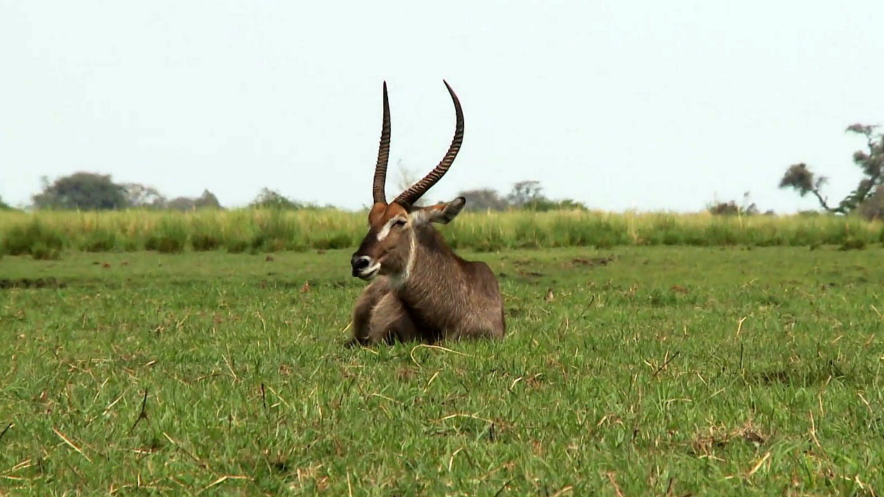 Backdrop for Africká abeceda
