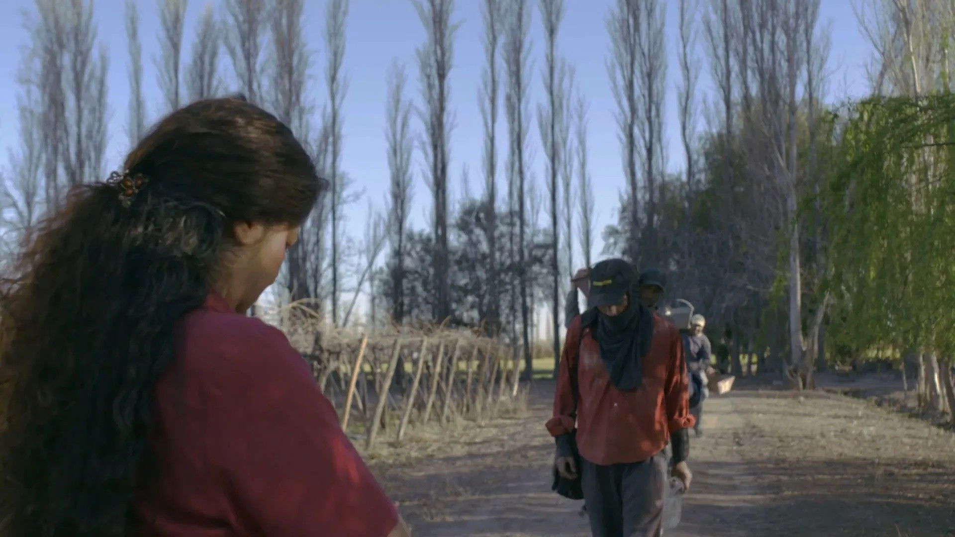 Backdrop for Tiempo de Cosecha