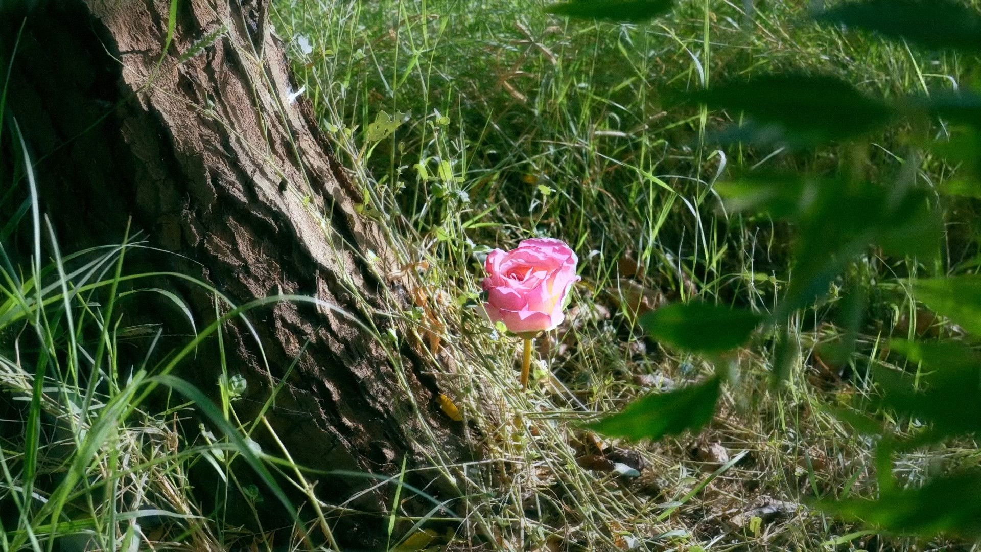 Backdrop for A Fading Soul