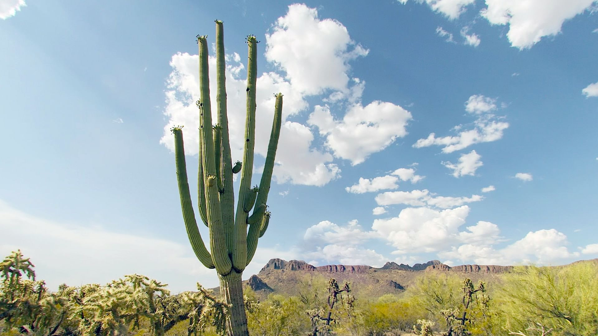 Backdrop for Cactus Hotel