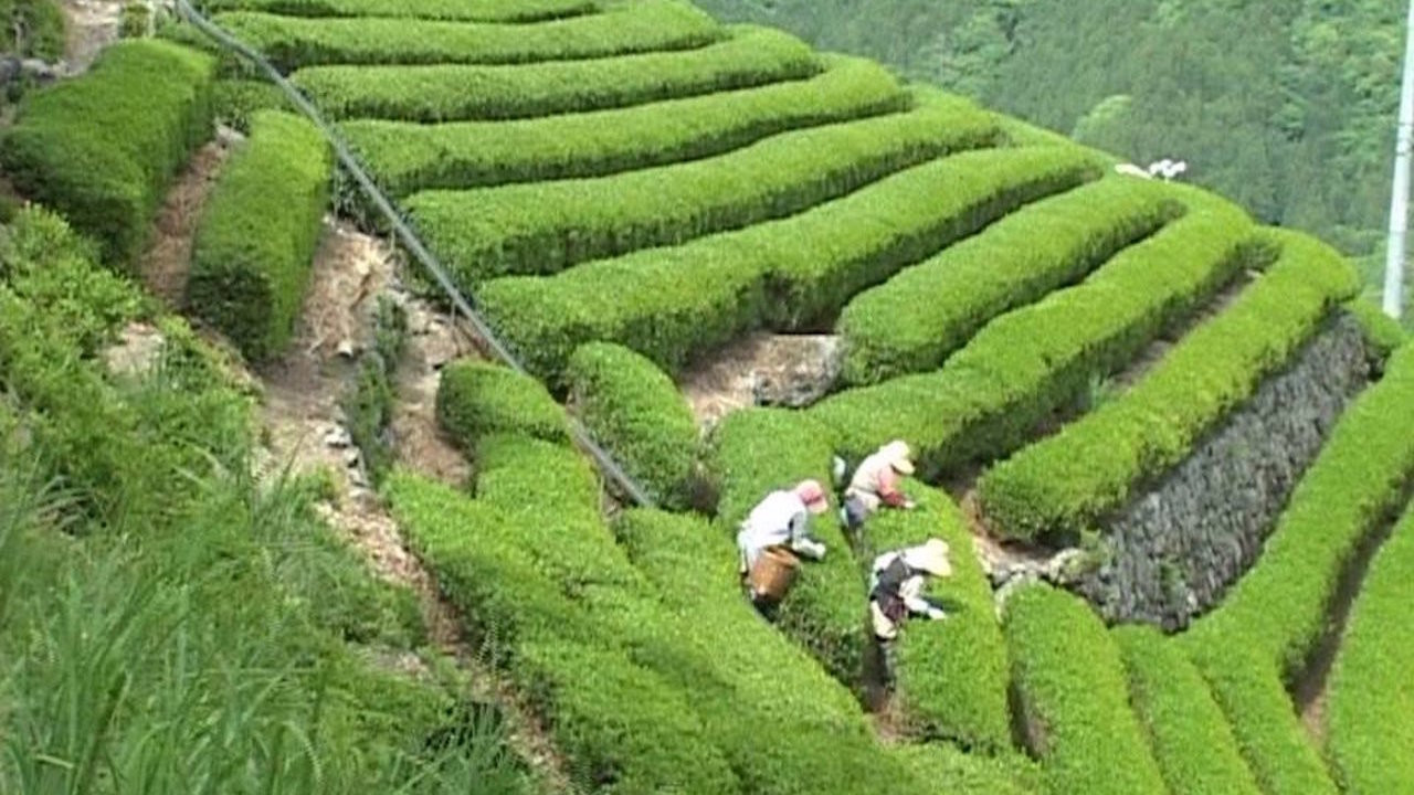 Backdrop for Bessho Tea Factory
