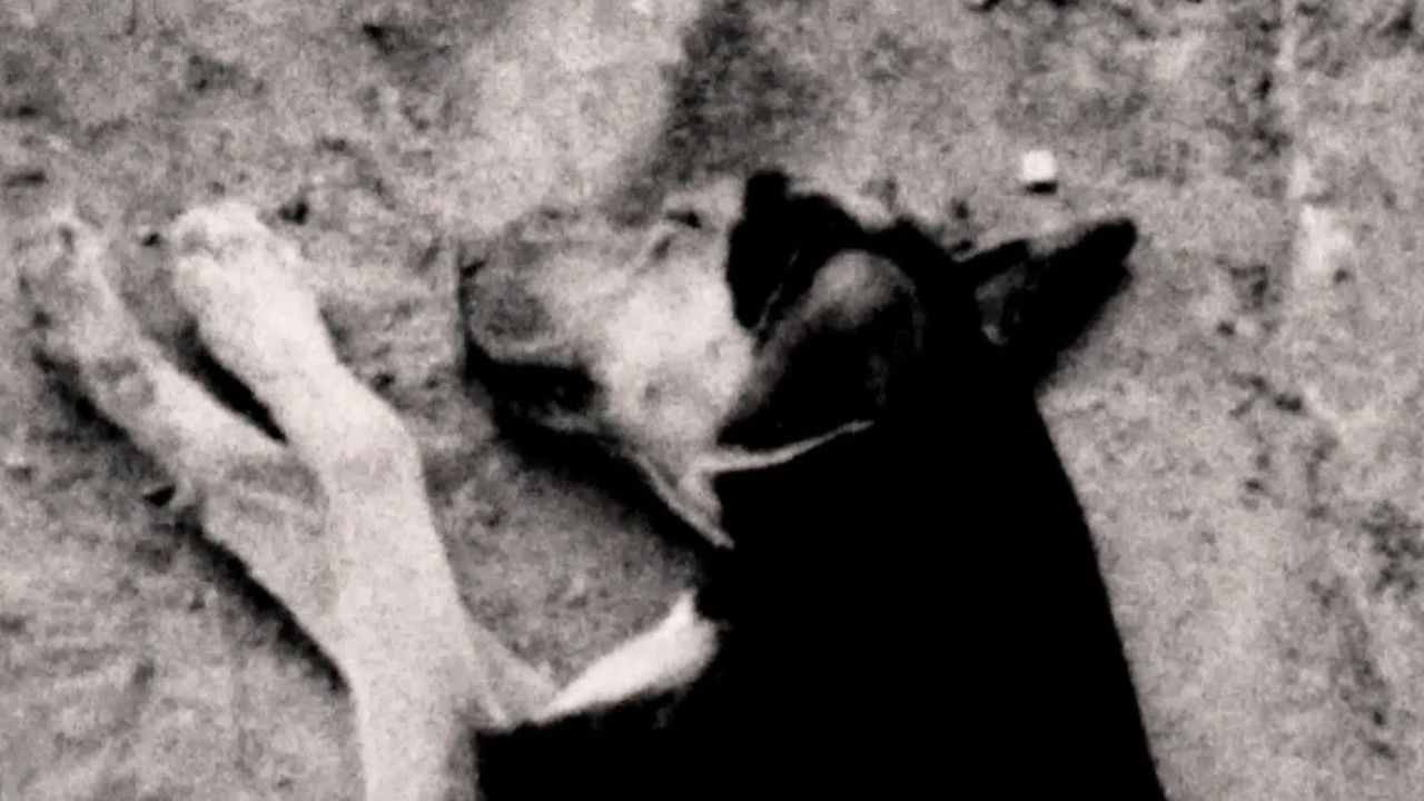 Backdrop for O Sacrifício Benevolente