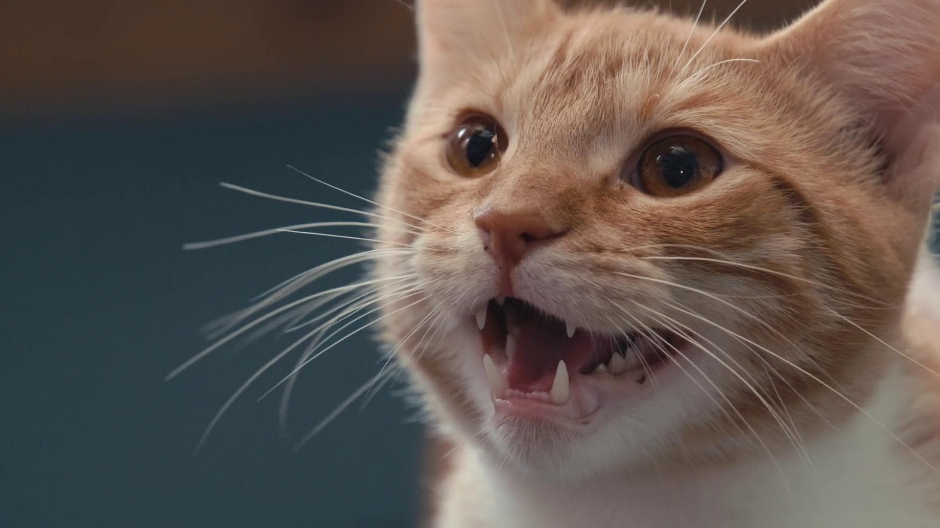 Backdrop for Inside the Mind of a Cat