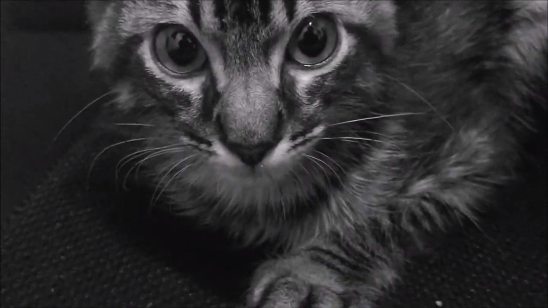 Backdrop for O manifesto da ansiedade