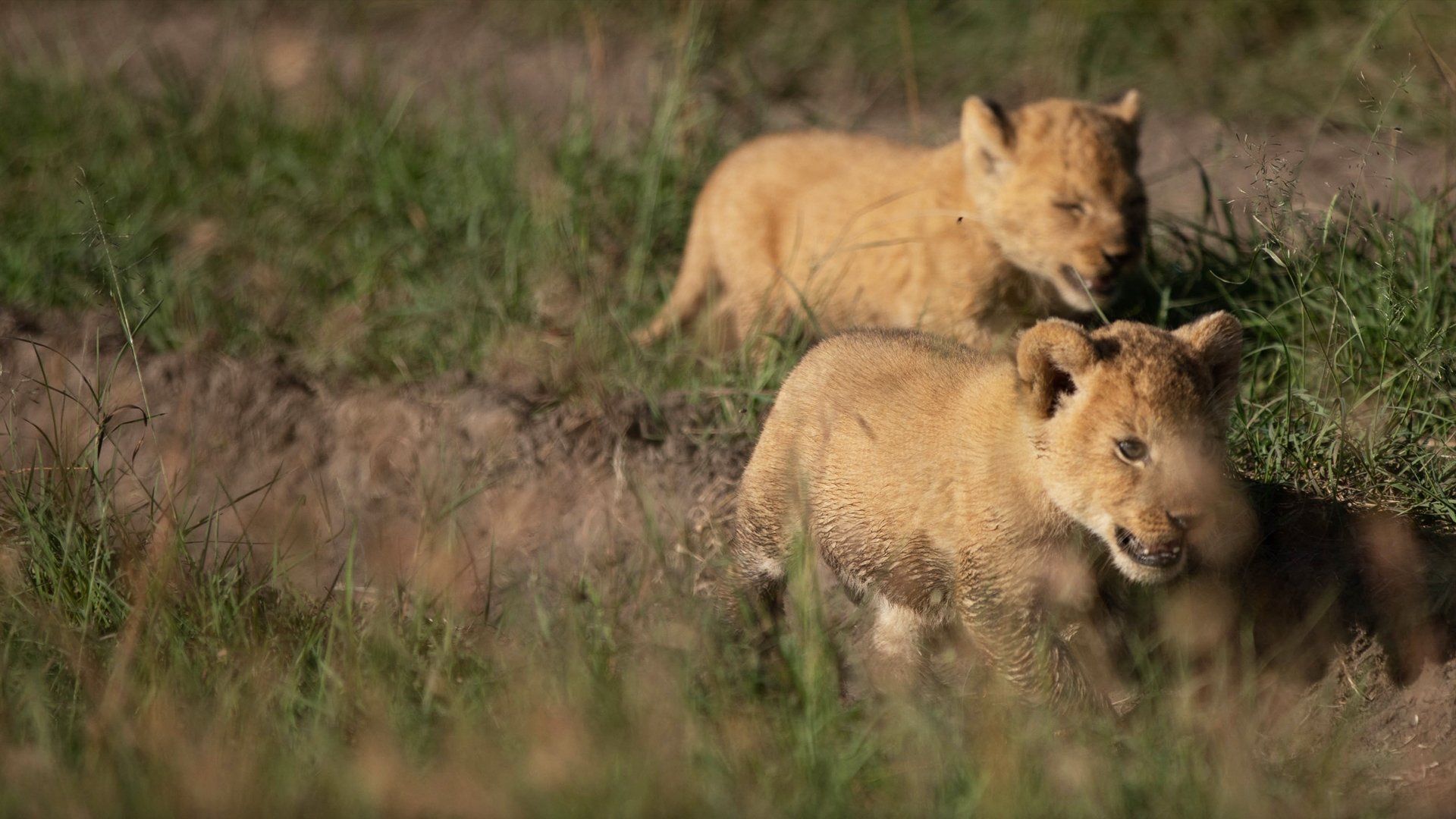 Backdrop for Born Wild: The Next Generation