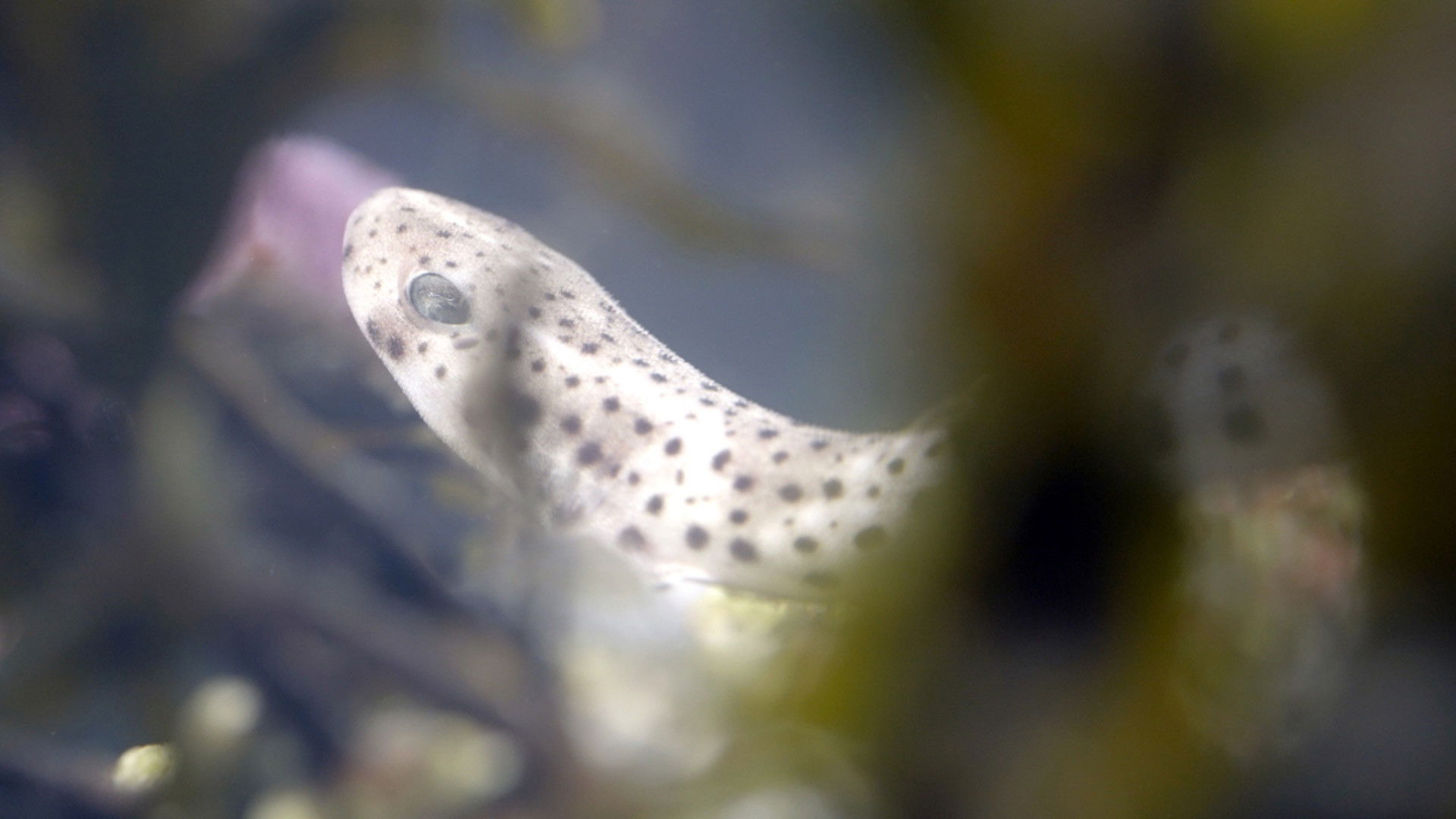 Backdrop for Le grand cirque des marées
