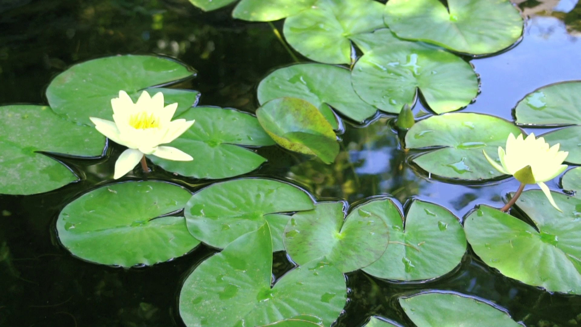 Backdrop for BluScenes: Flowering Gardens