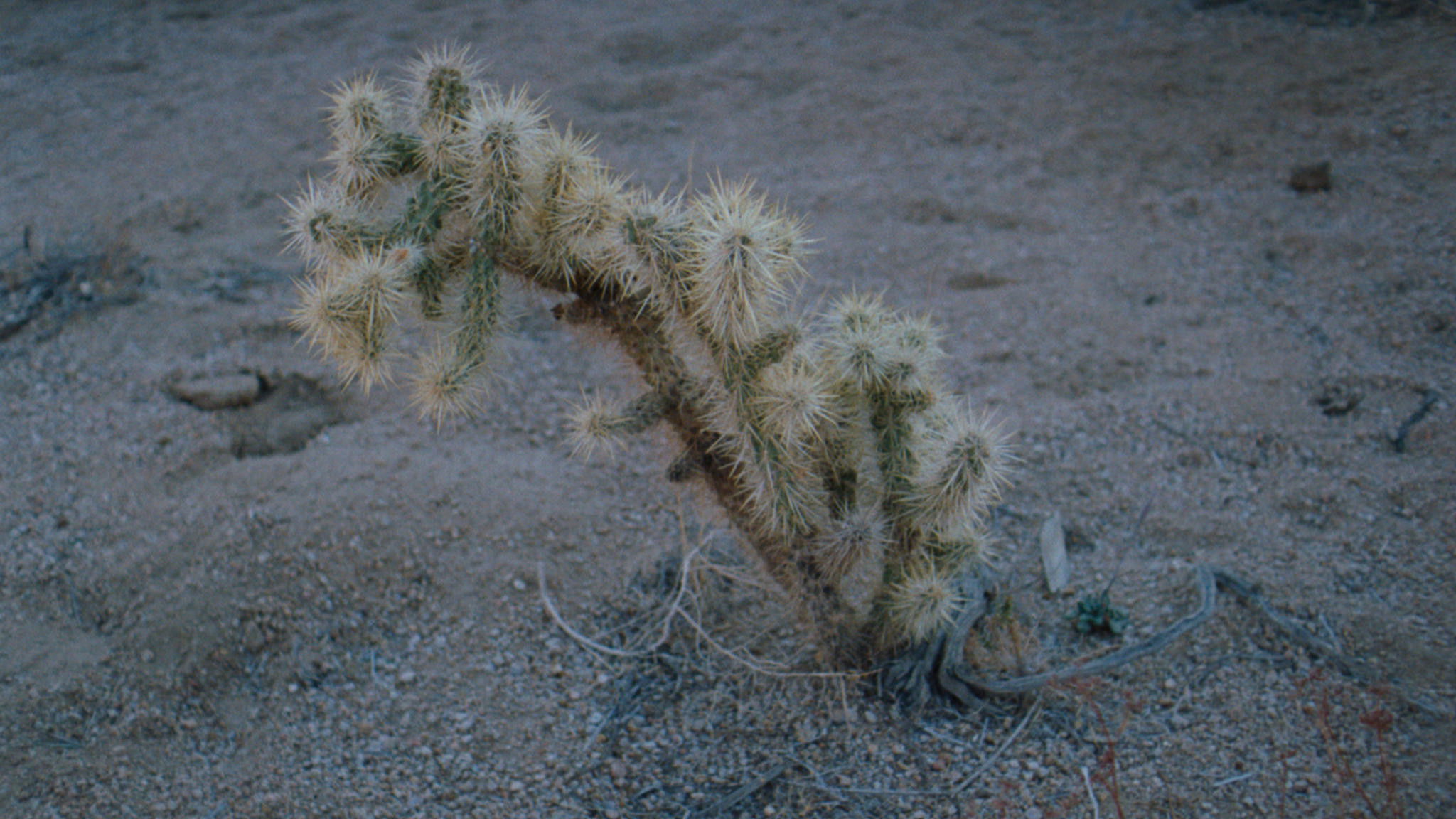 Backdrop for Still from Afar