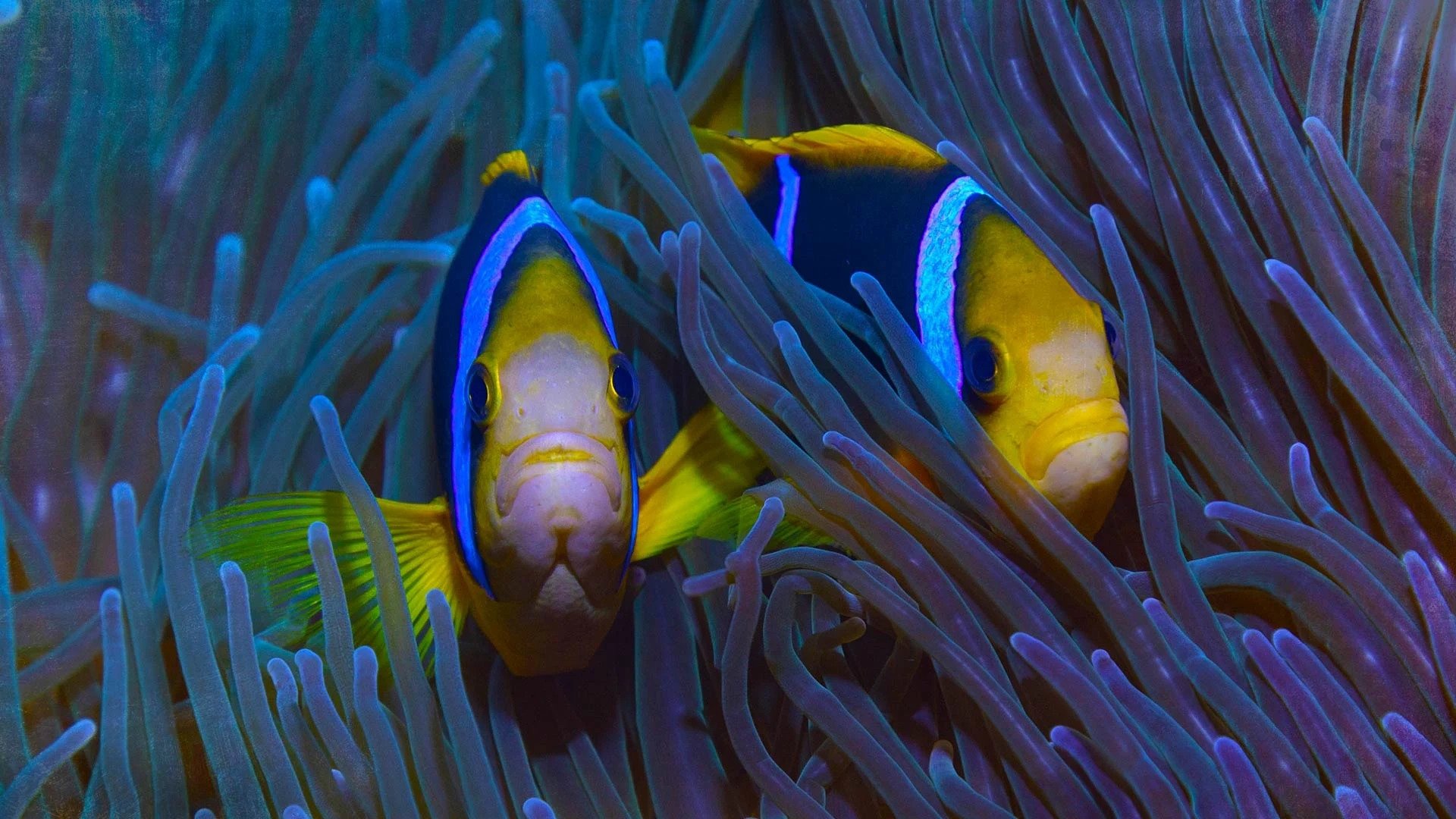 Backdrop for Protecting Paradise: The Story of Niue
