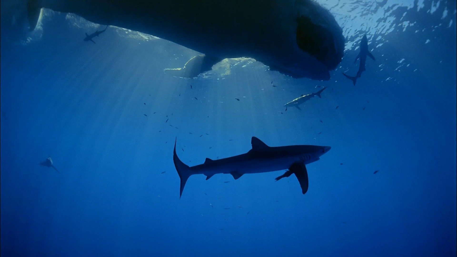 Backdrop for Ocean Oasis