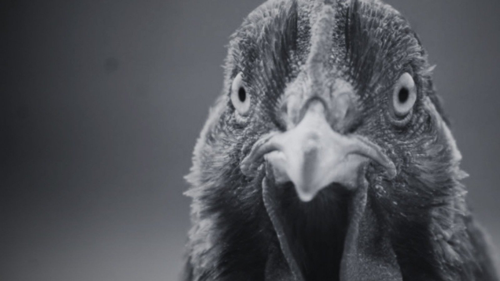 Backdrop for ¿Por qué la gallina cruzó el camino?