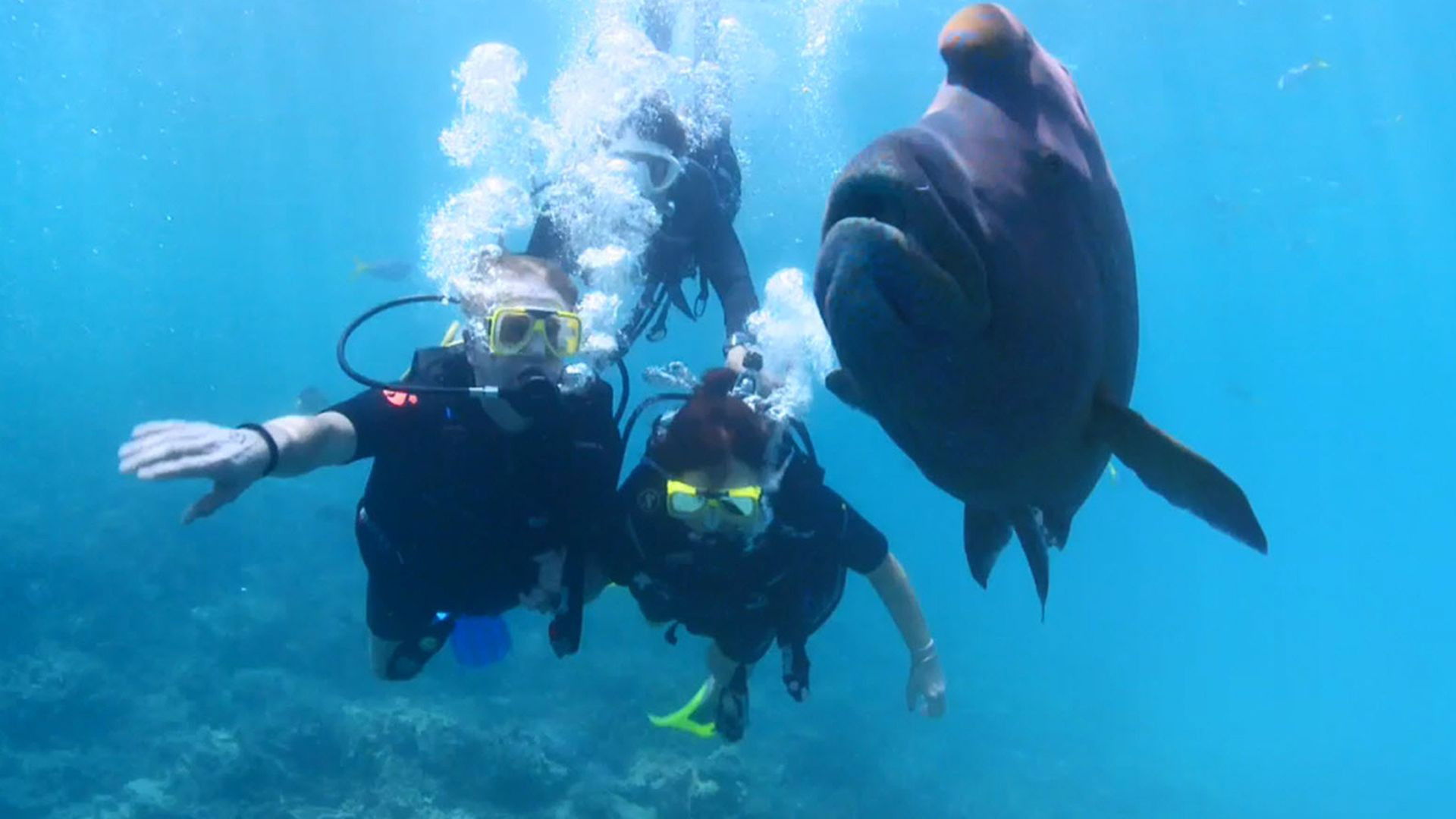 Backdrop for Dive Travel