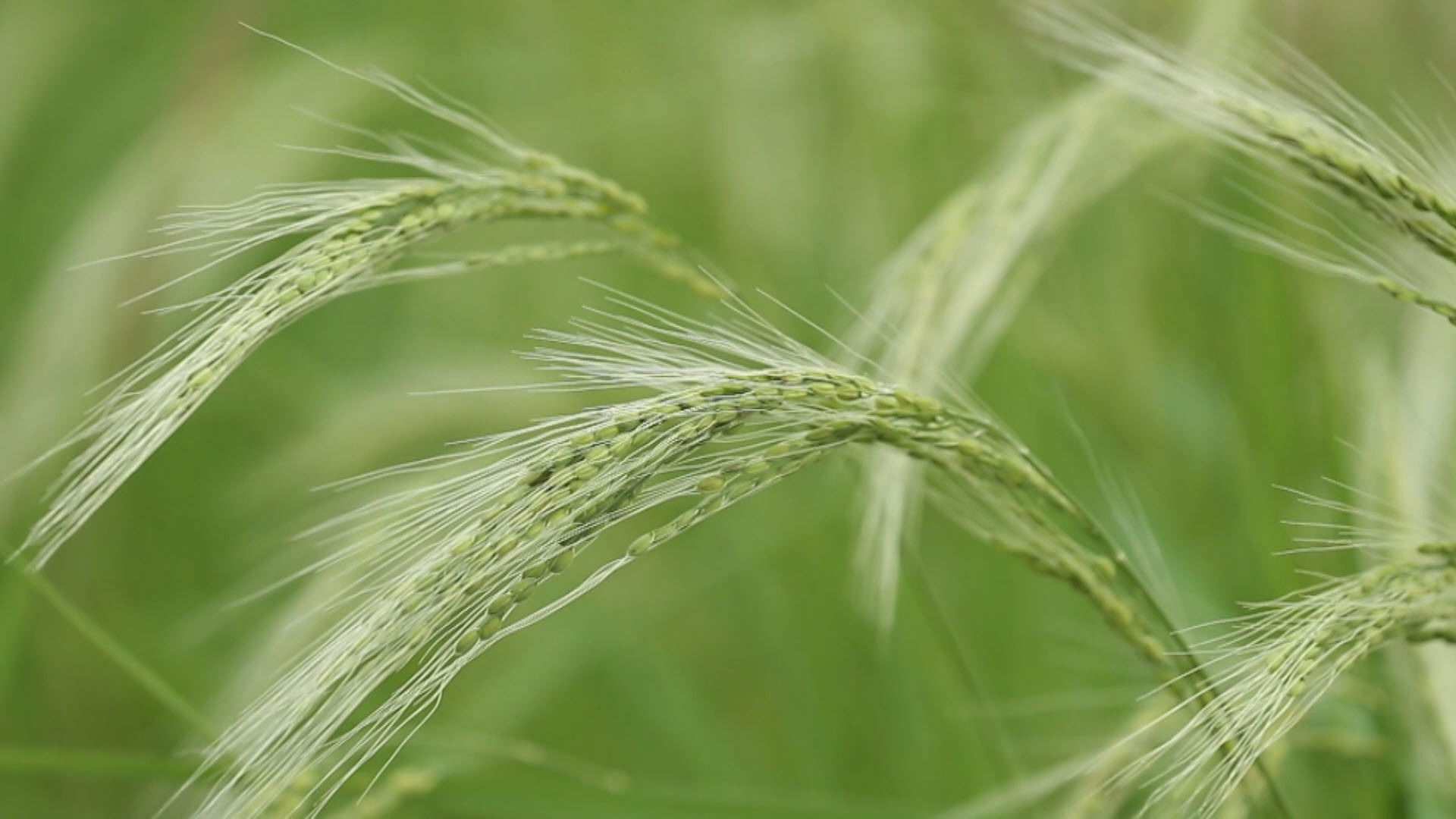 Backdrop for Rice People