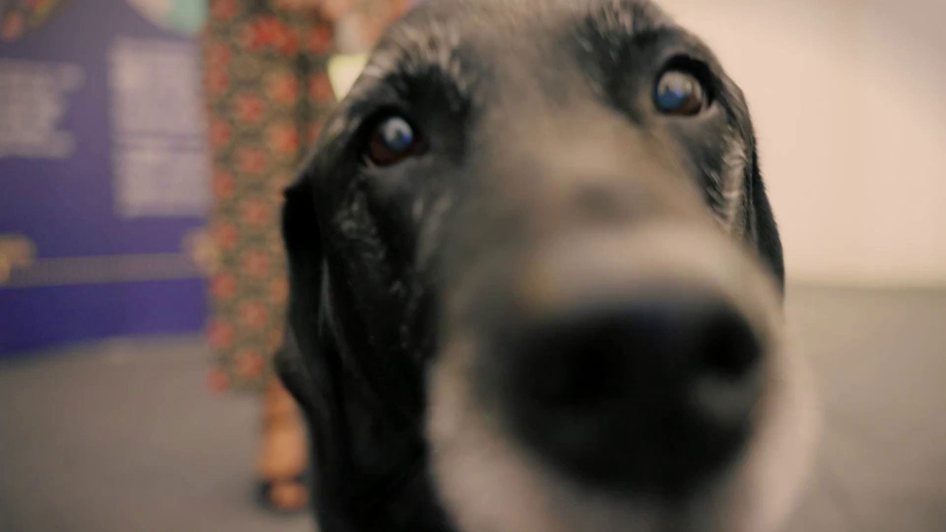 Backdrop for A Dog Called Laura