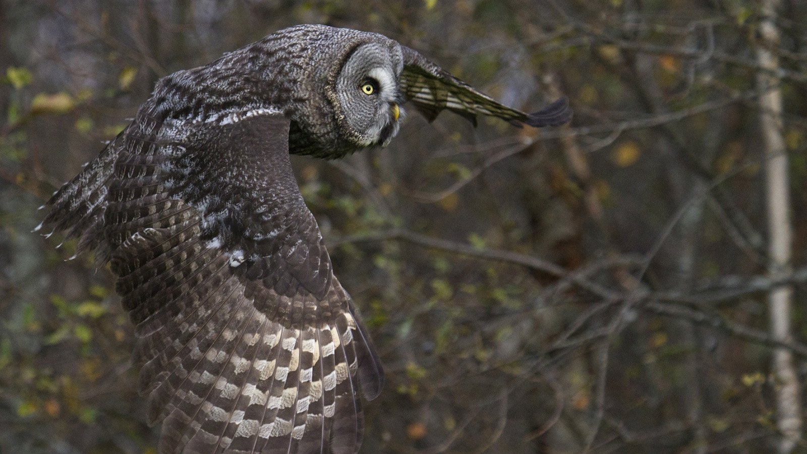 Backdrop for Tale of a Forest