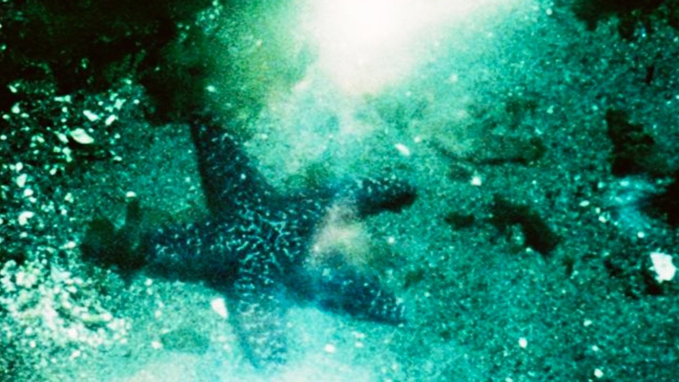 Backdrop for A Child’s Garden and the Serious Sea