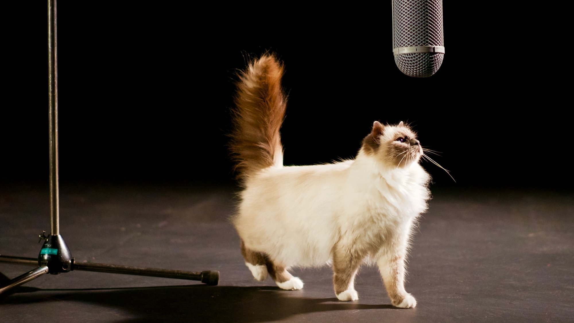 Backdrop for The Story of Cats