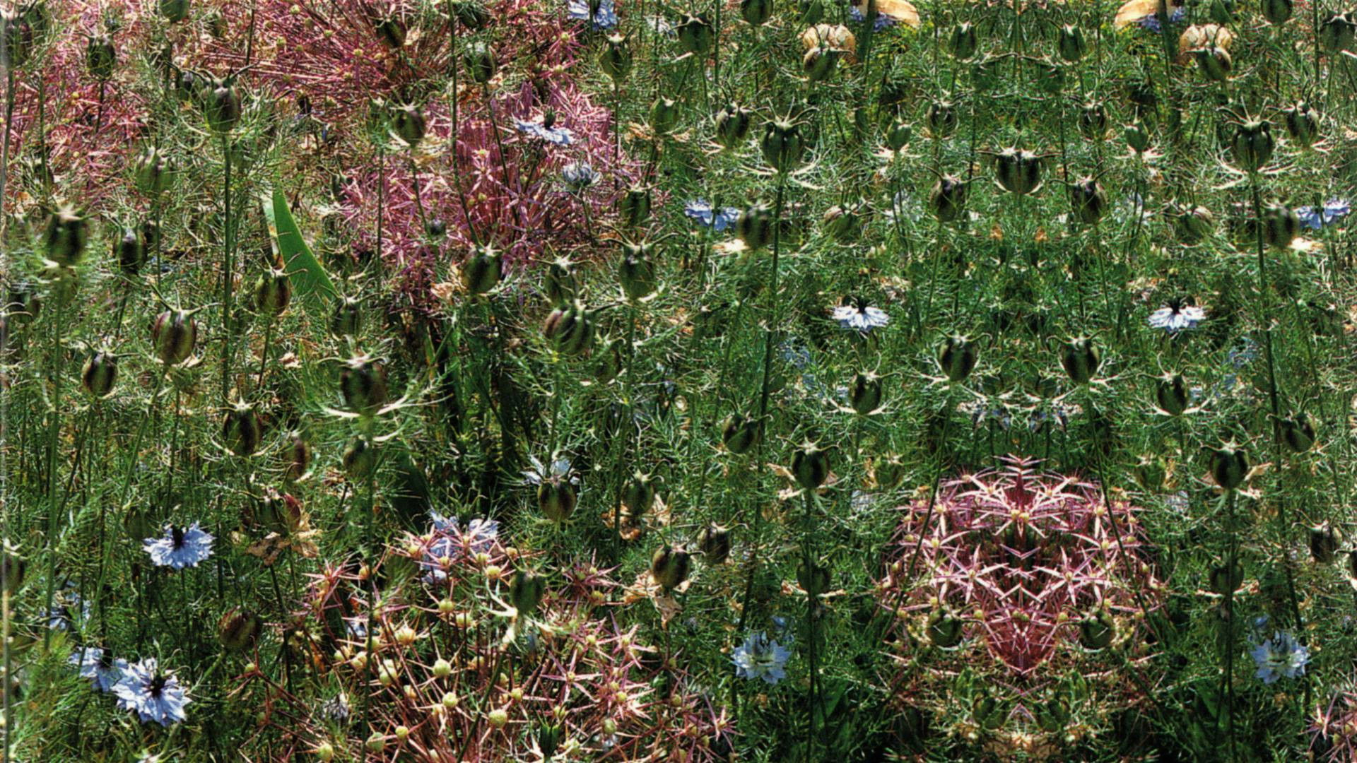 Backdrop for Gardens of the World with Audrey Hepburn