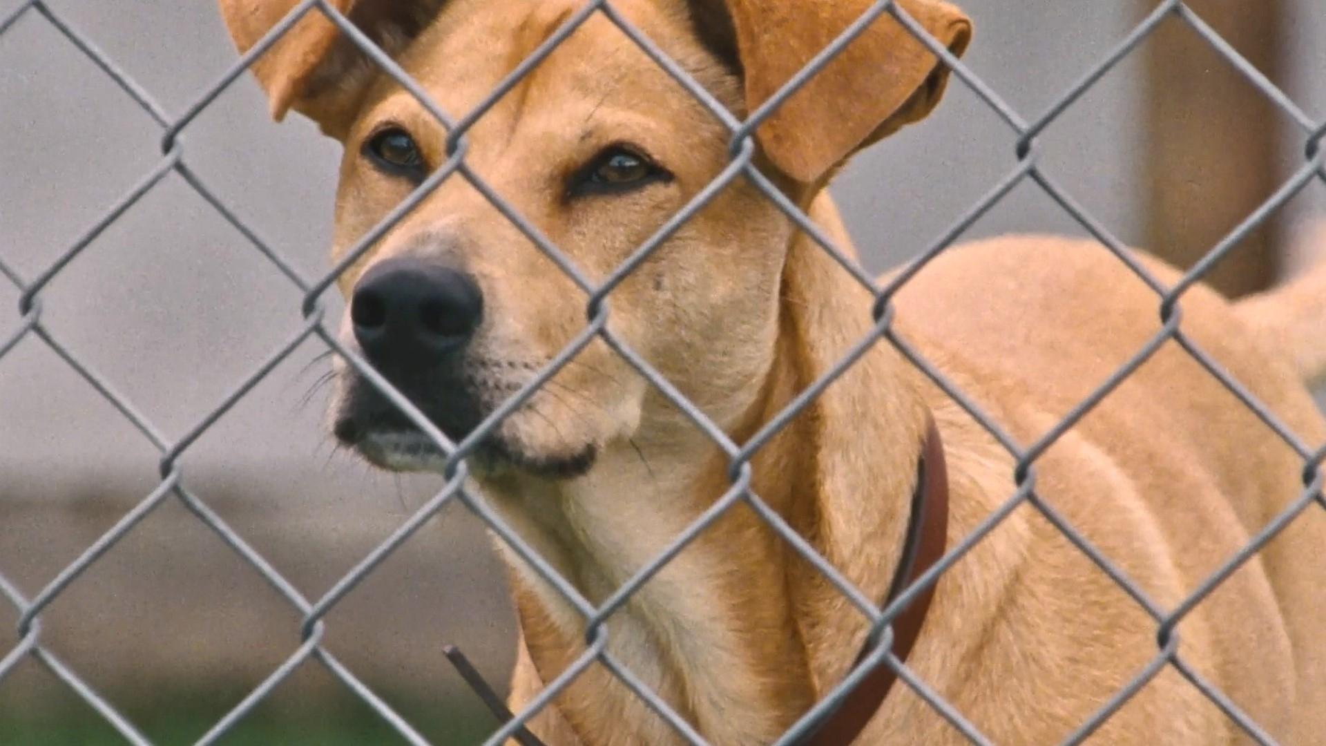 Backdrop for Wendy and Lucy