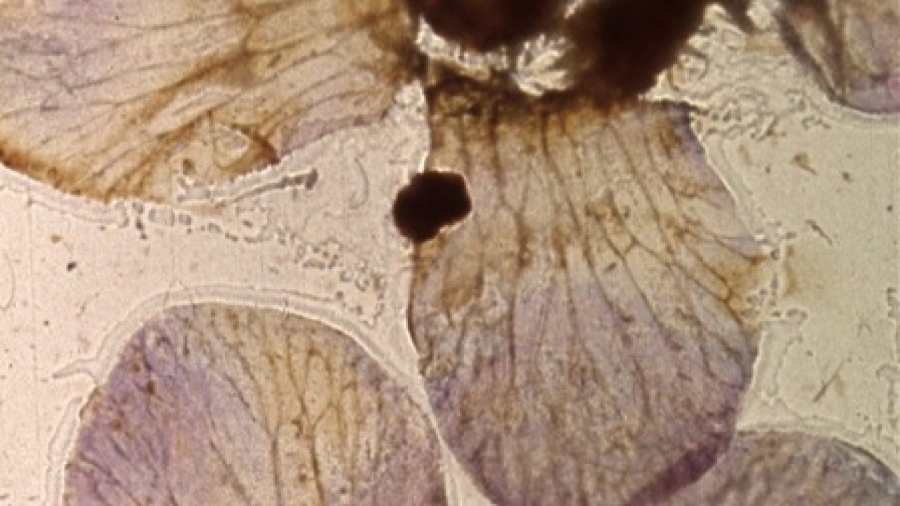 Backdrop for Mothlight