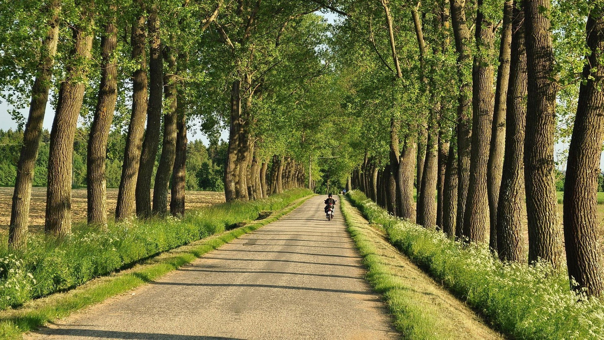 Backdrop for Aleje jako součást naší krajiny
