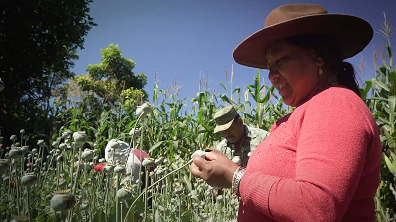 Backdrop for Les vrais Narcos