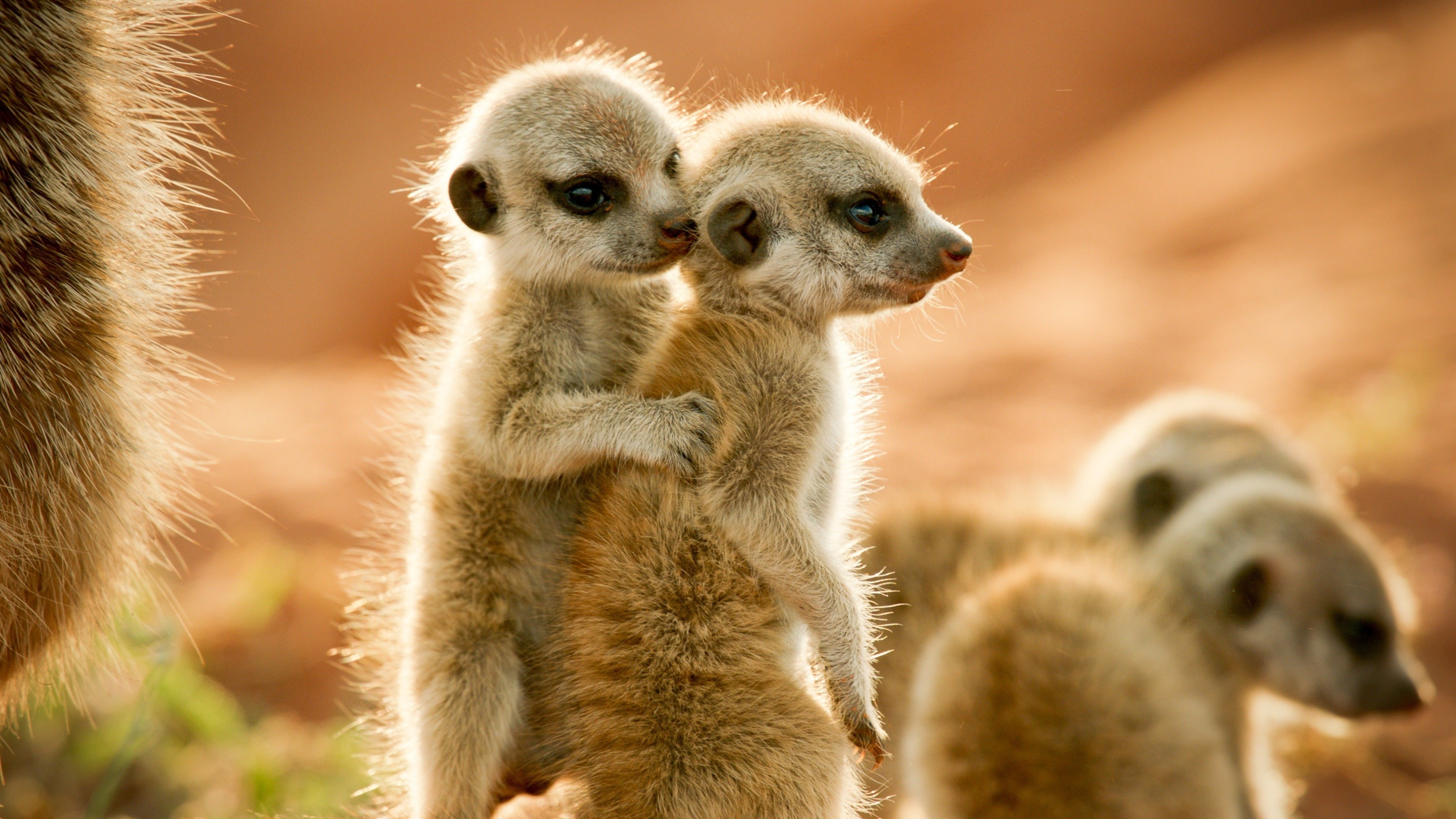 Backdrop for Wild Animals Babies