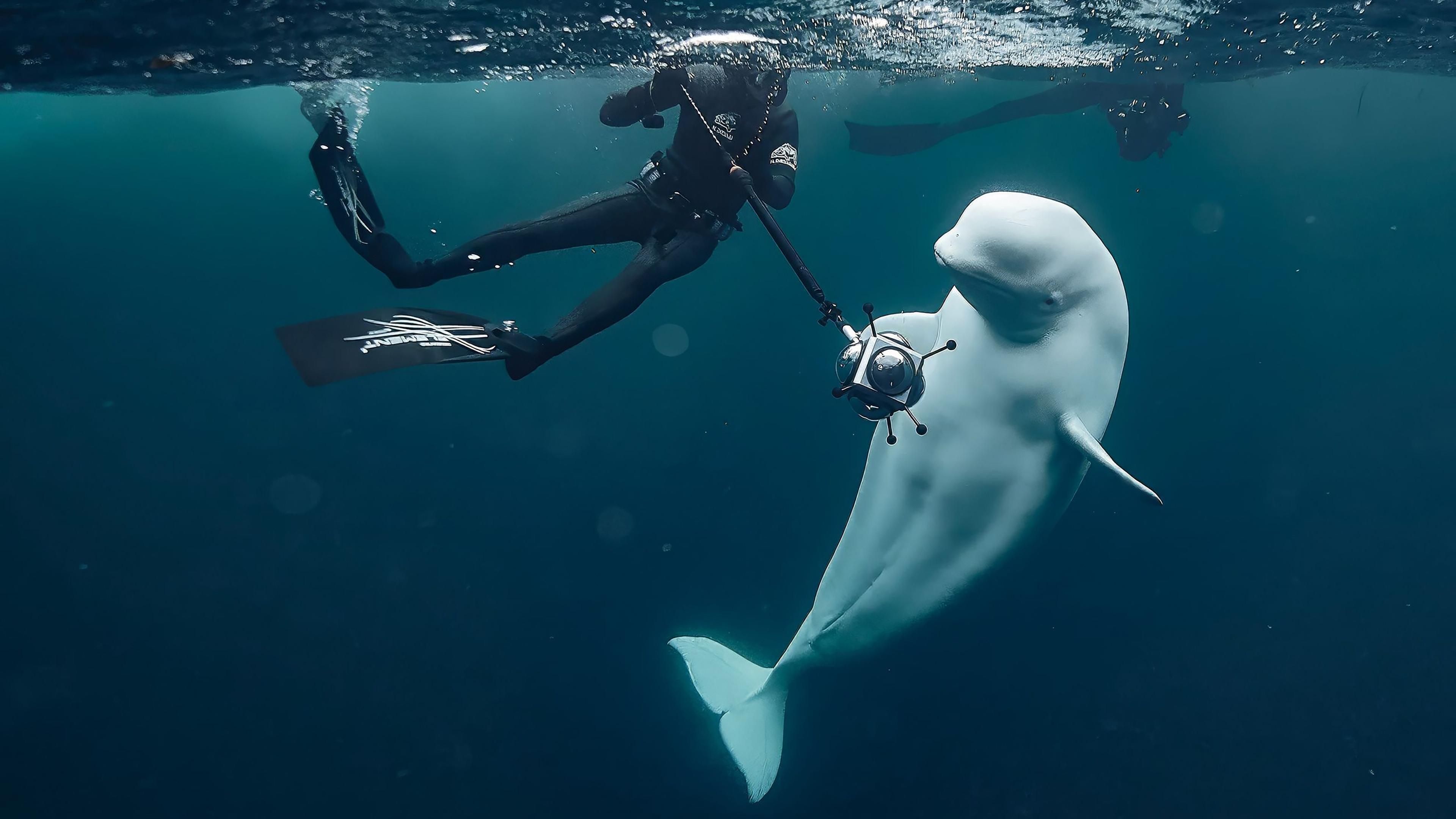 Backdrop for #Hvaldimir, Conversation With a Spy Whale