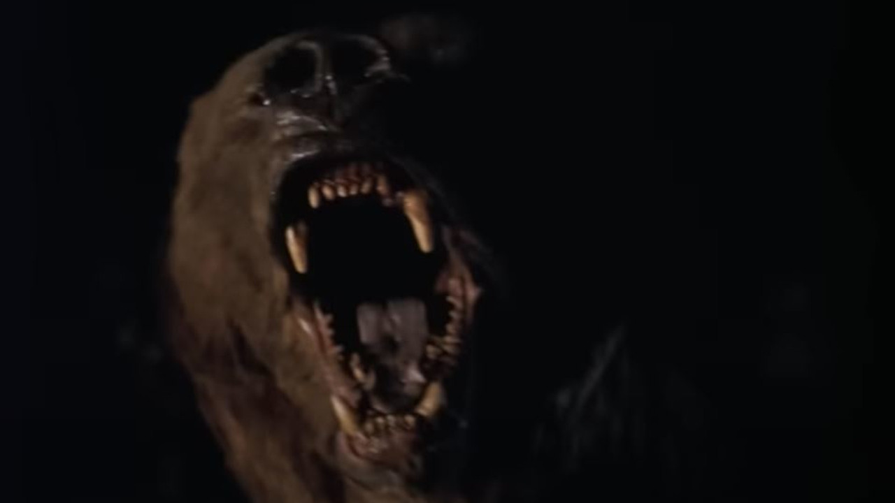 Backdrop for Wild Grizzly