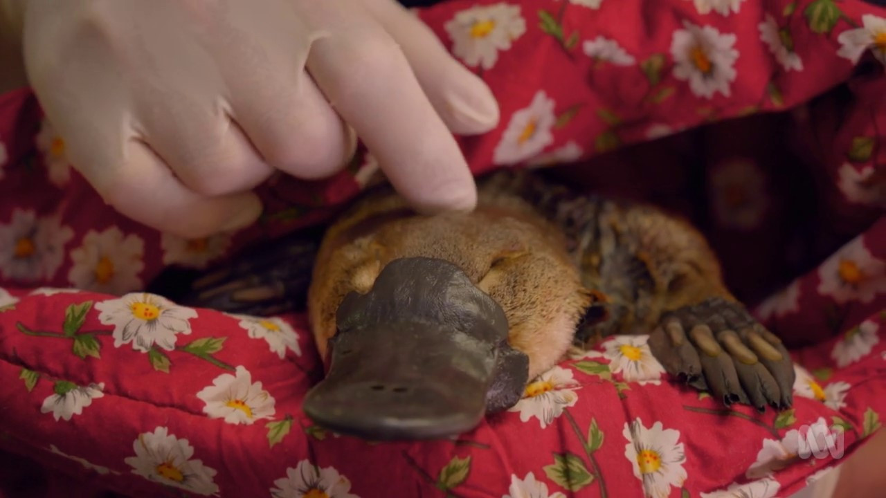 Backdrop for The Platypus Guardian