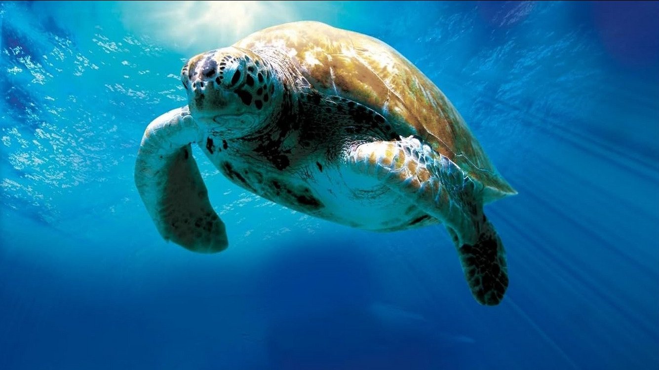 Backdrop for Turtle: The Incredible Journey