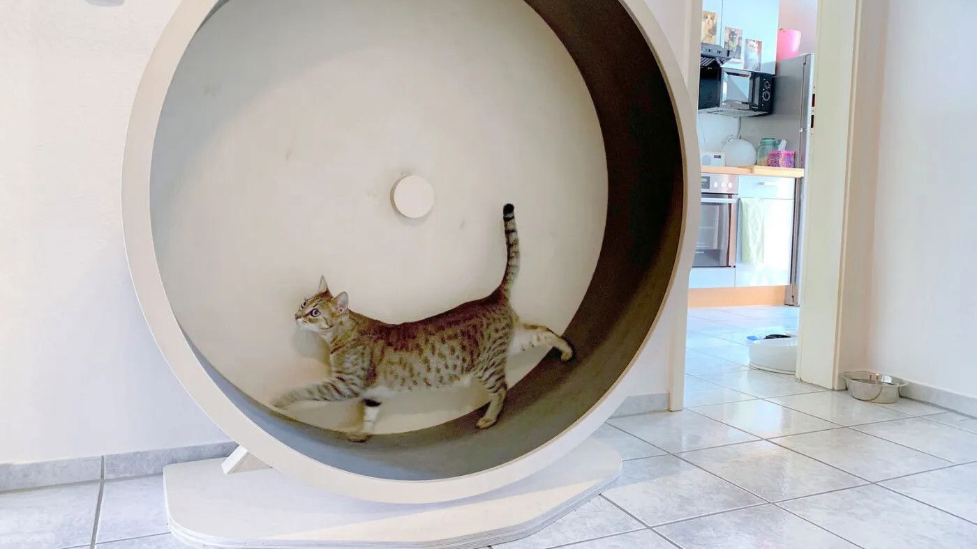 Backdrop for Das geheime Wesen der Katzen