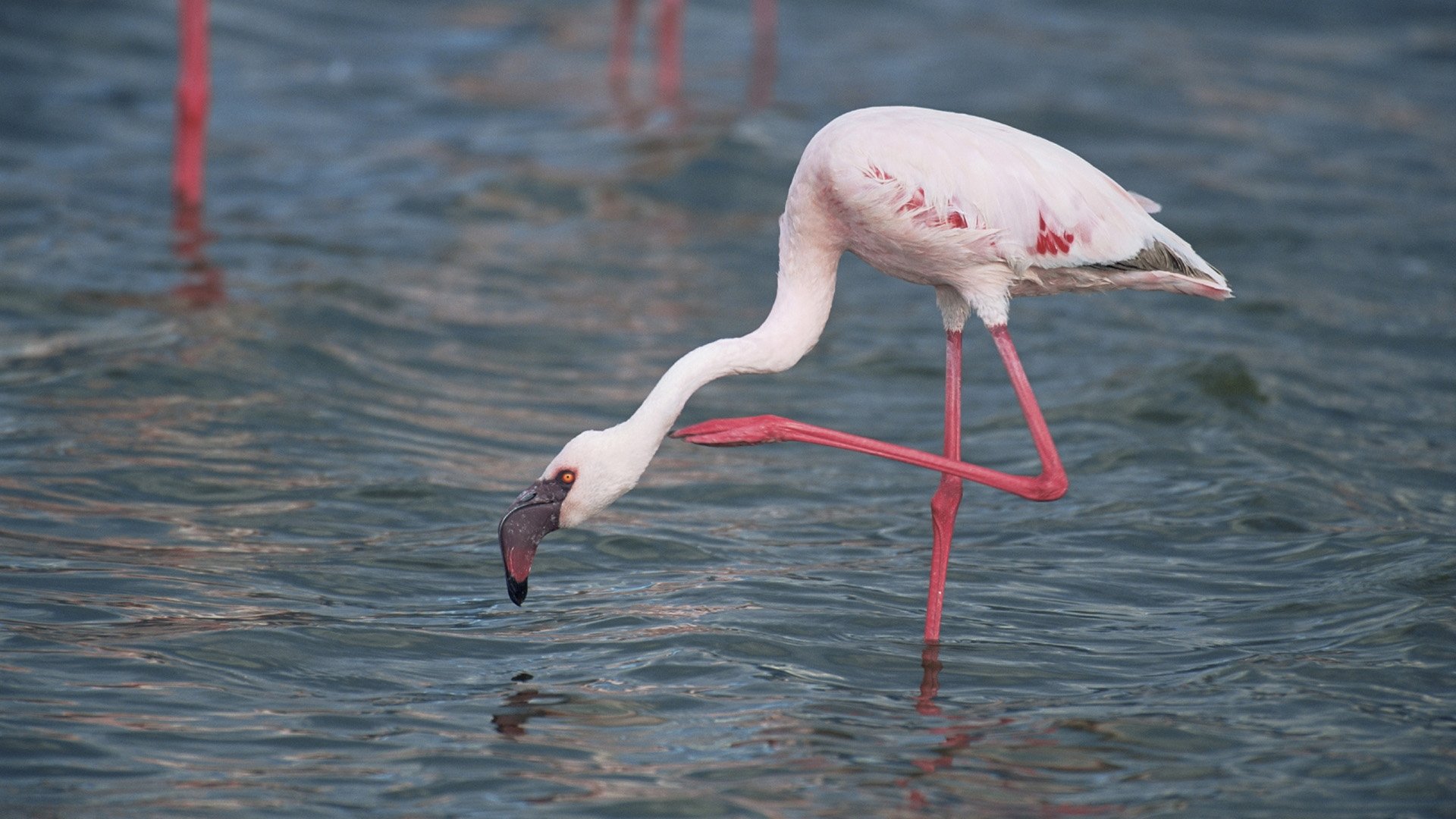 Backdrop for Wild South America