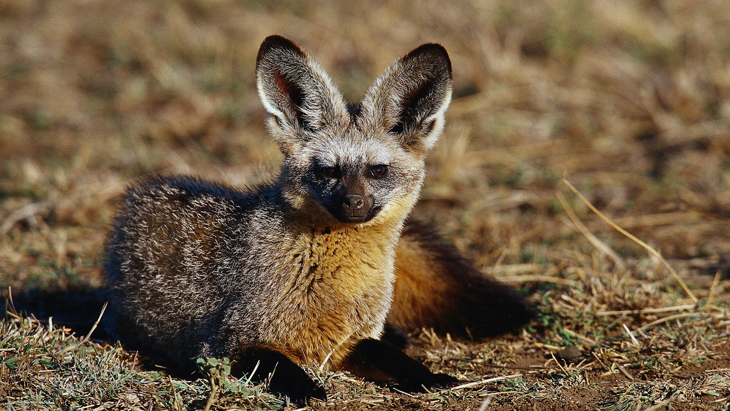 Backdrop for Namibia's Bat-eared Foxes: Survivalists of the Desert