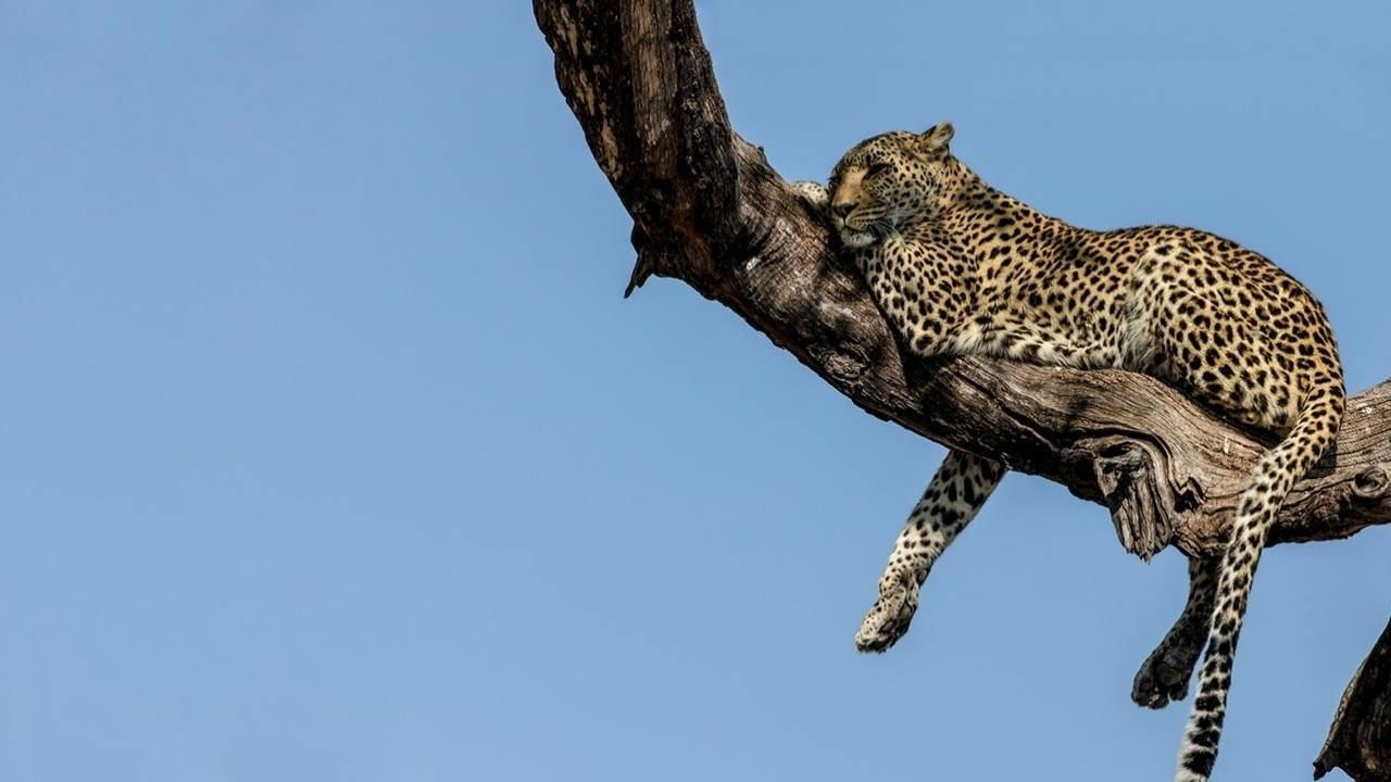 Backdrop for Soul of The Cat