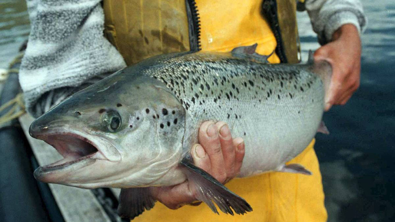 Backdrop for Fish: Farming in Troubled Waters