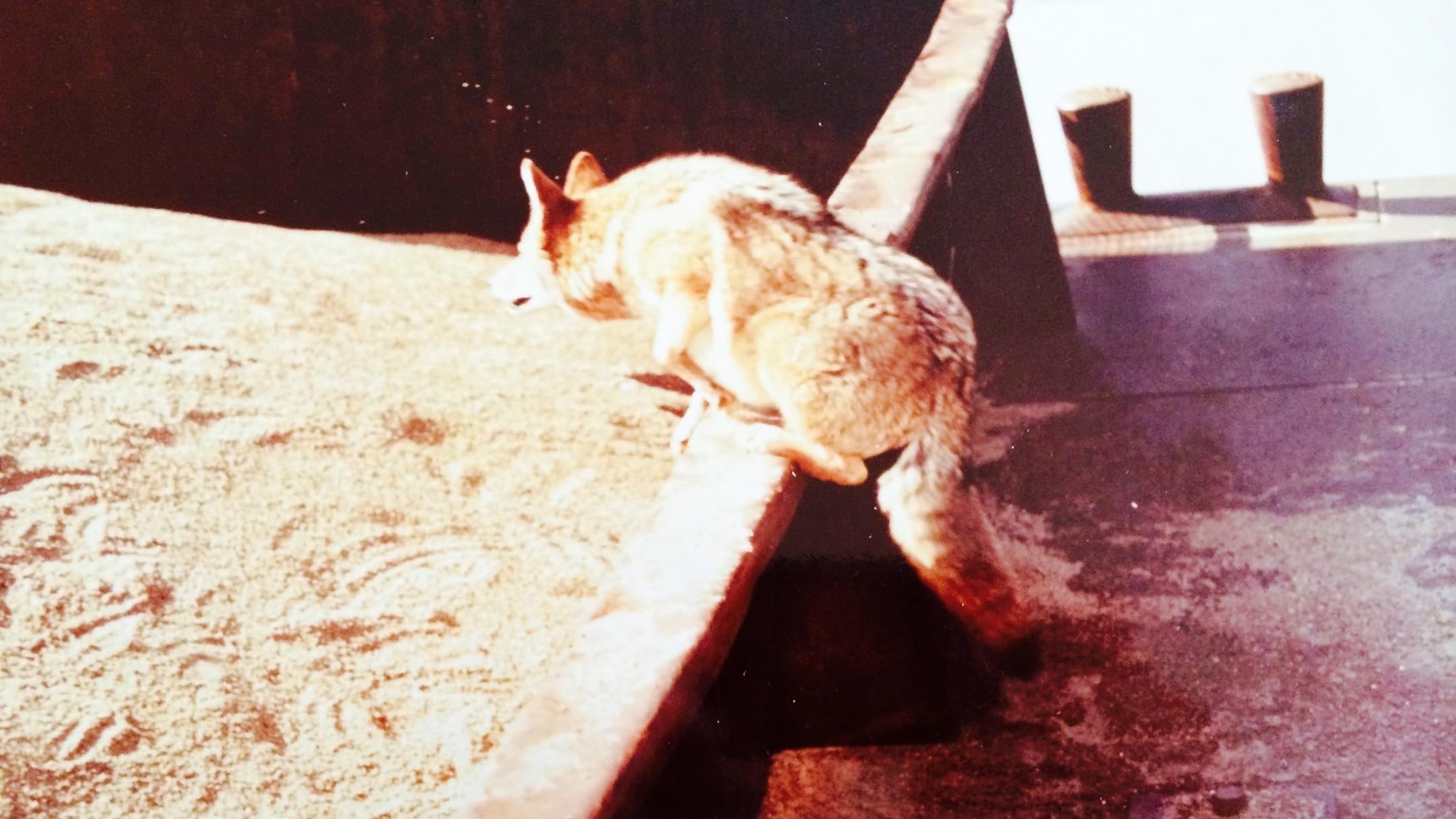 Backdrop for The Nashville Coyote