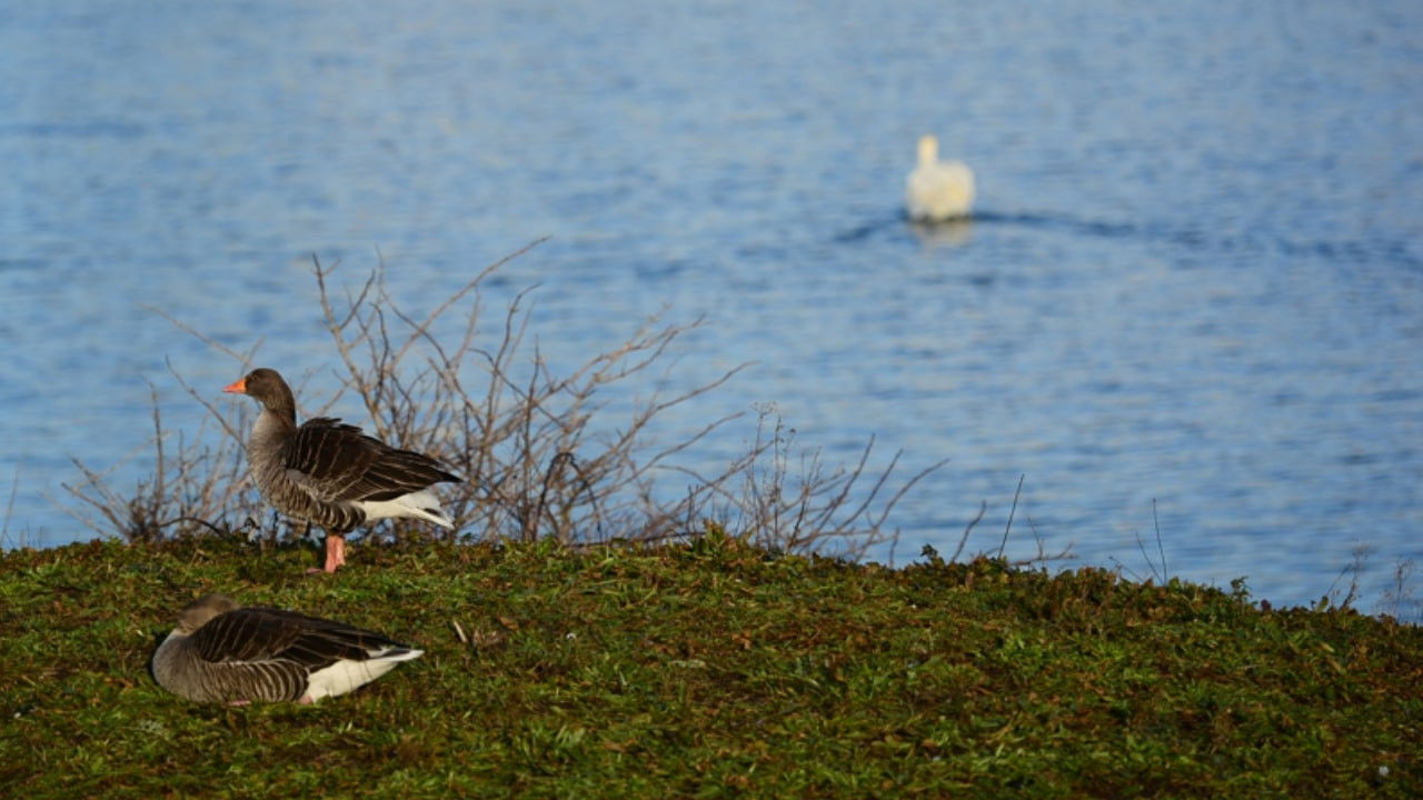 Backdrop for Mugged Off II: The Muggening