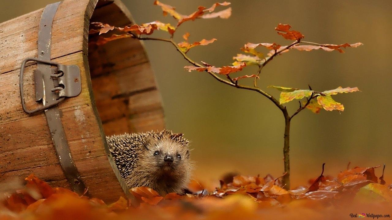 Backdrop for Le voyage épique d'un hérisson