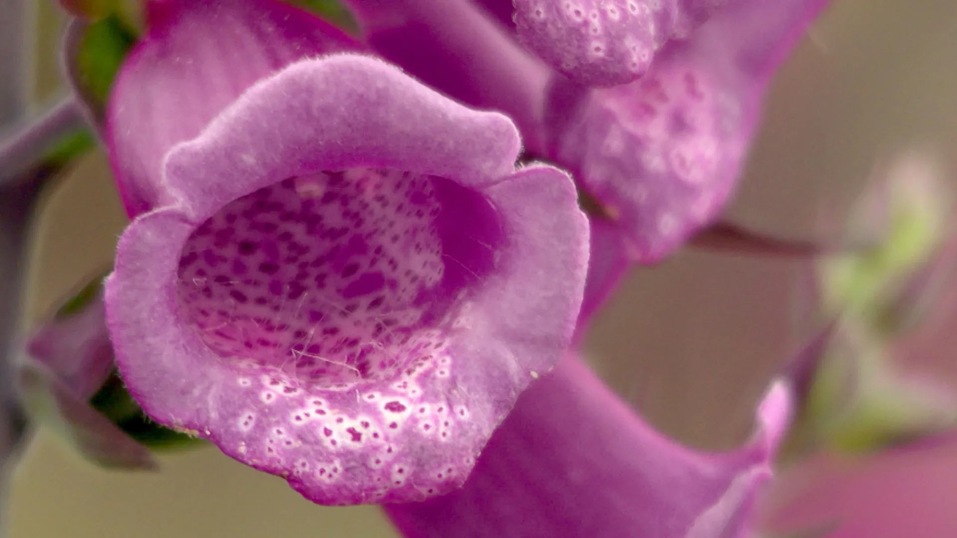 Backdrop for Les Secrets des fleurs sauvages