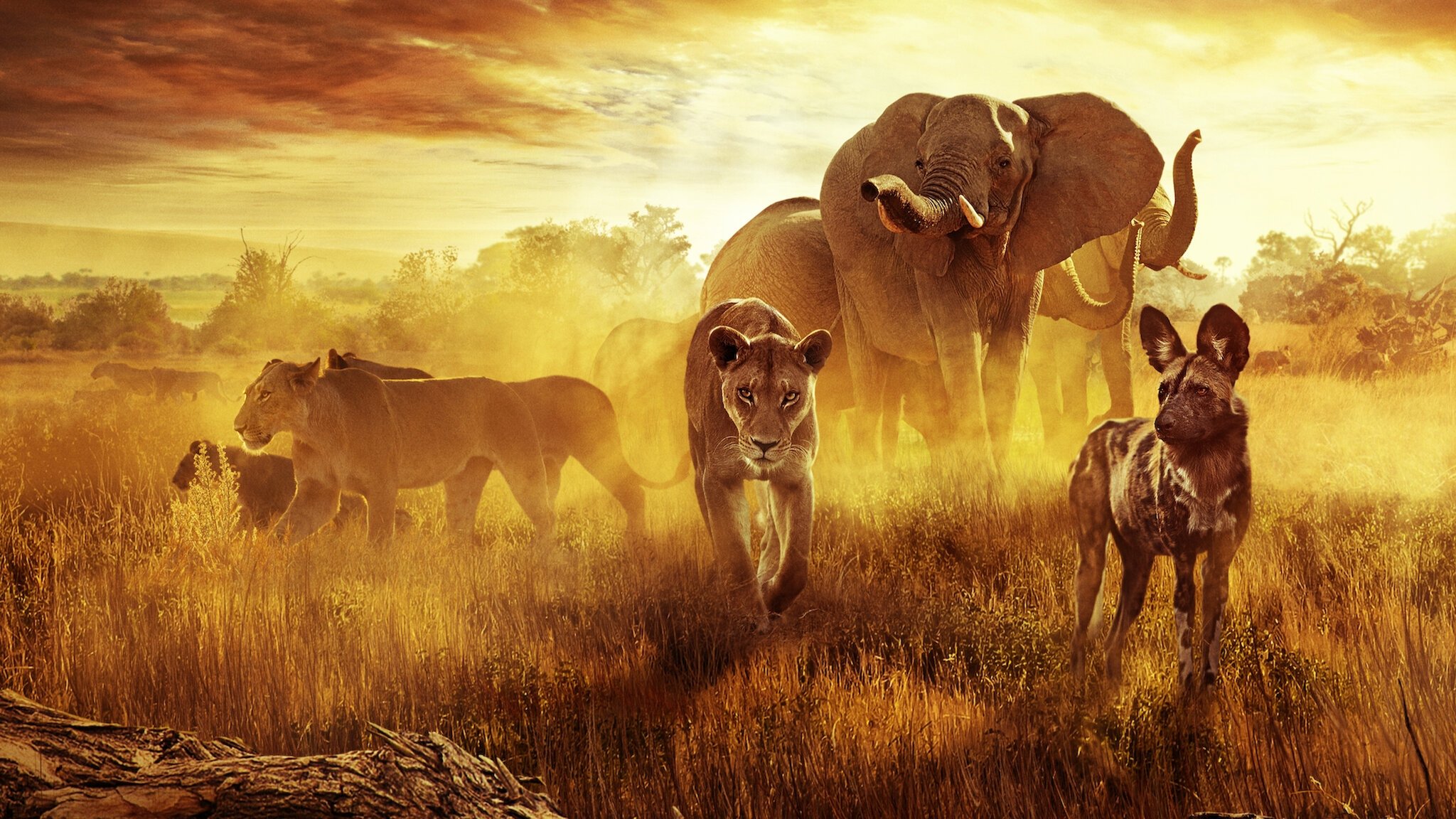 Backdrop for Surviving Paradise: A Family Tale