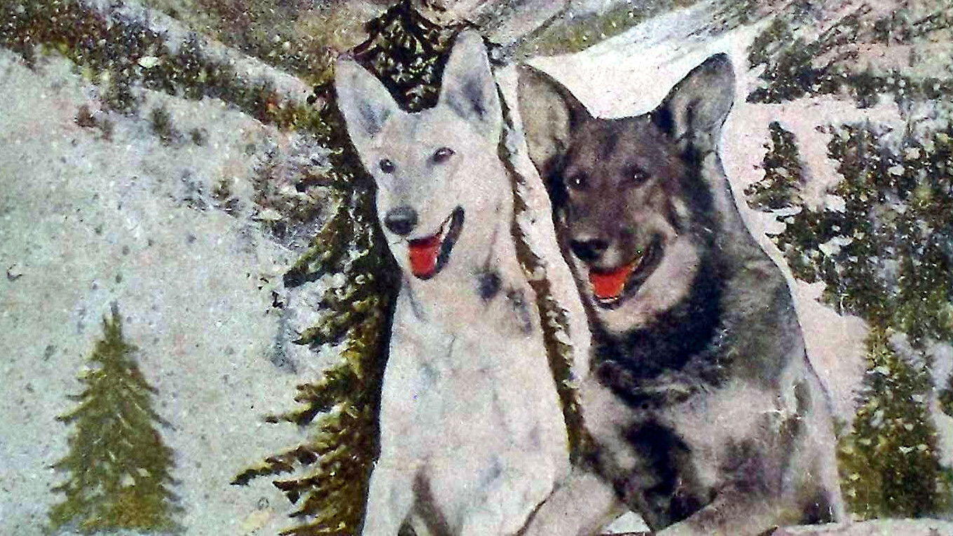 Backdrop for A Hero of the Big Snows