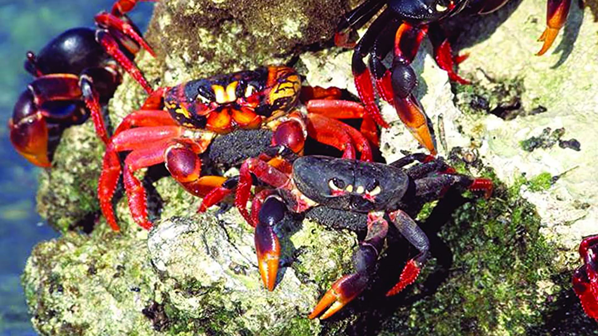 Backdrop for Cuba: Wild Island of the Caribbean