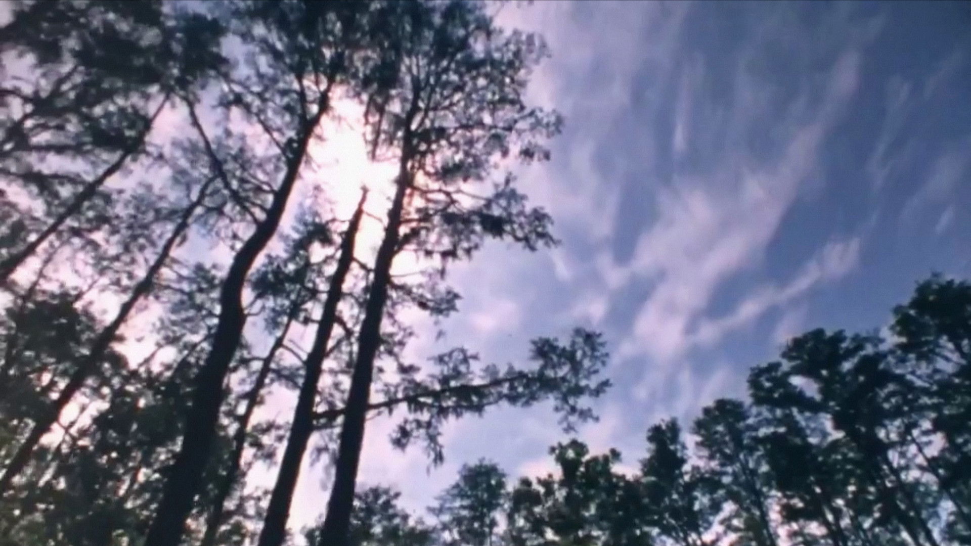 Backdrop for Wilderness: A Country in the Mind