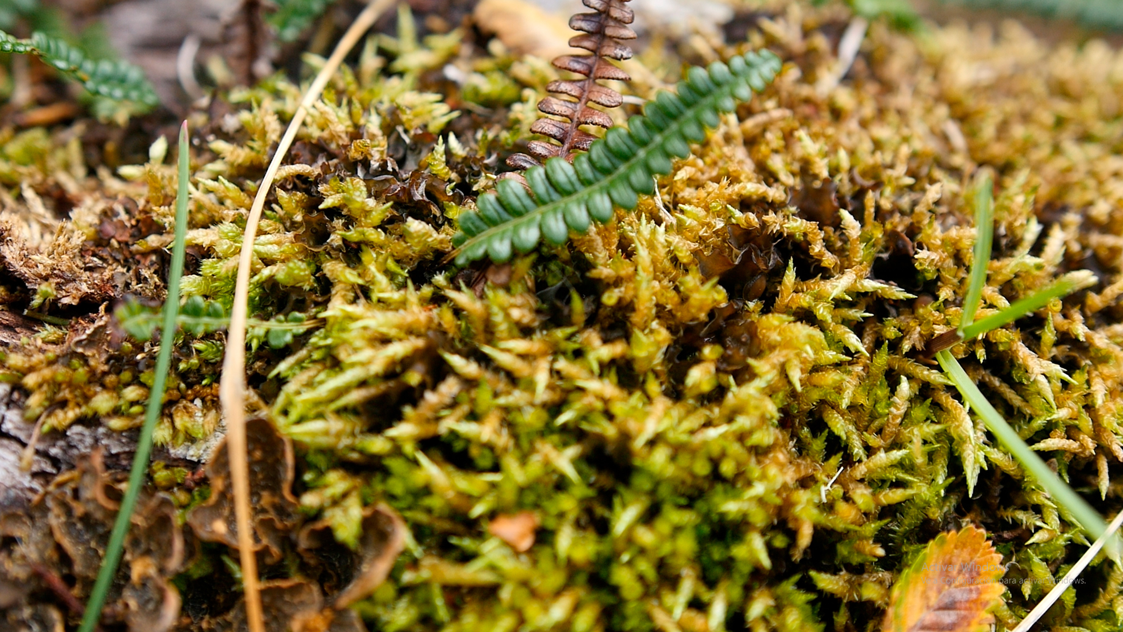 Backdrop for Gombrowicz or The Immaturity