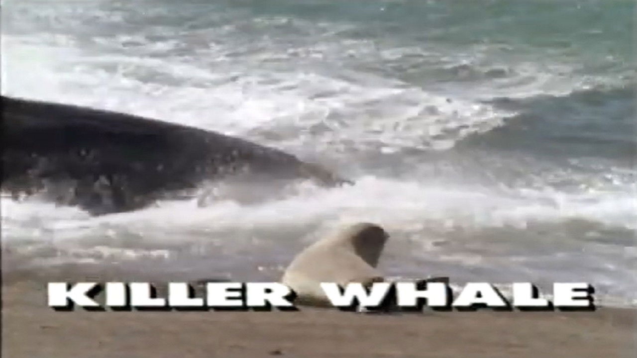Backdrop for Predators of the Wild: Killer Whale