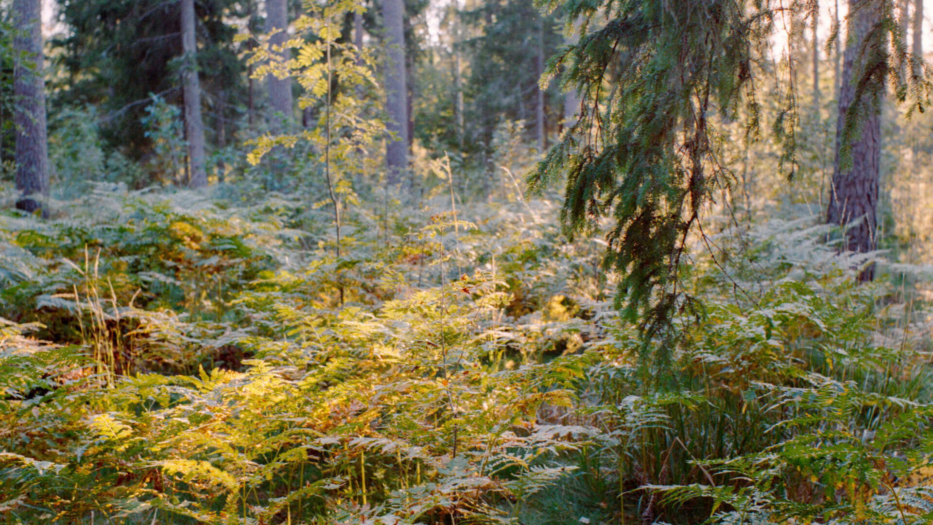 Backdrop for Come Sit With Us