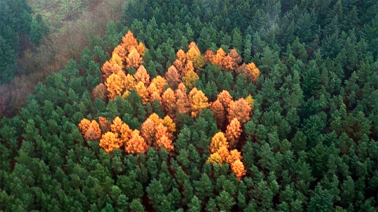 Backdrop for The Story of the Swastika
