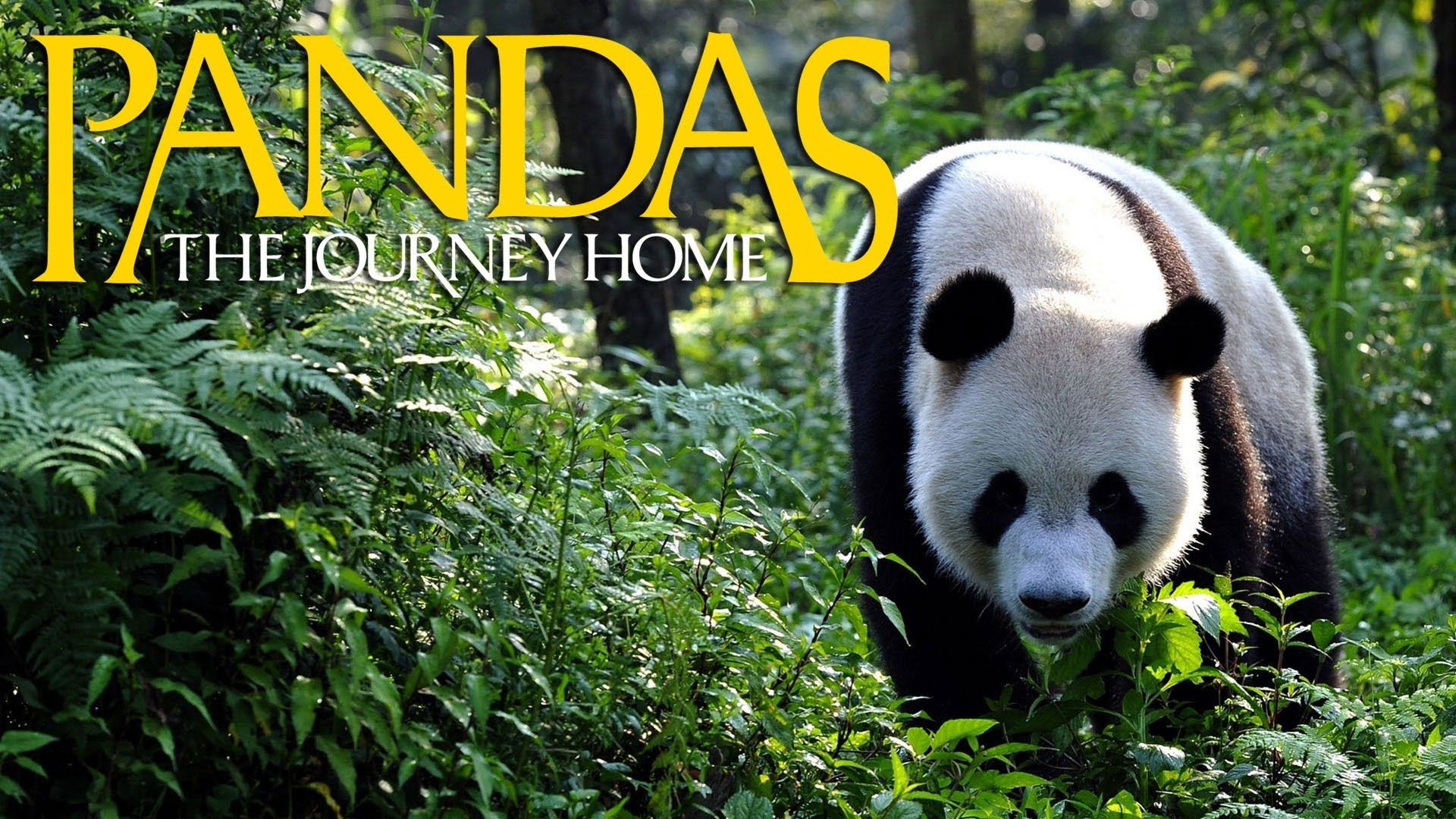 Backdrop for Pandas: The Journey Home